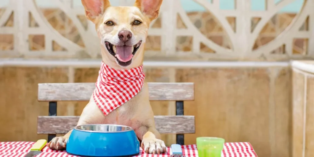 A Healthier Way to Feed Your Pup A Healthier Way to Feed Your Pup