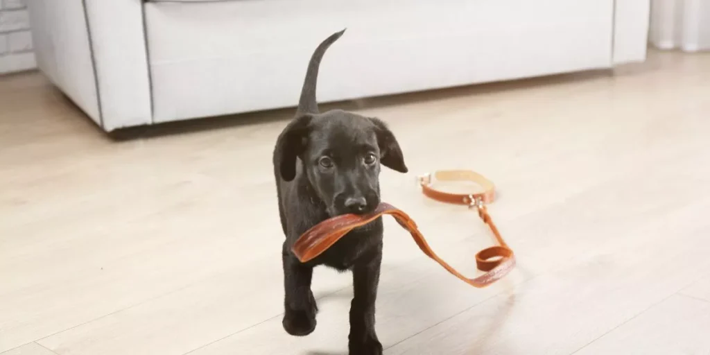 How Do Smart Pet Collars Enhance Your Pet’s Safety and Wellness? How Do Smart Pet Collars Enhance Your Pet’s Safety and Wellness?