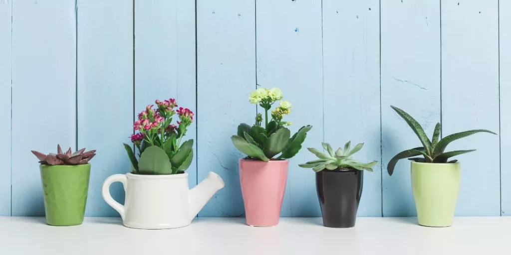 What Are the Best Tips for Growing Indoor Succulents? What Are the Best Tips for Growing Indoor Succulents?