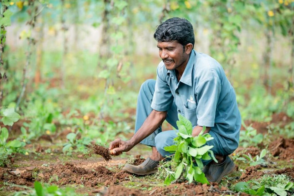 How Can You Use Cover Crops to Improve Organic Soil Health? How Can You Use Cover Crops to Improve Organic Soil Health?